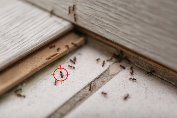 Best Ant Control Services  in Wona Lake, IN