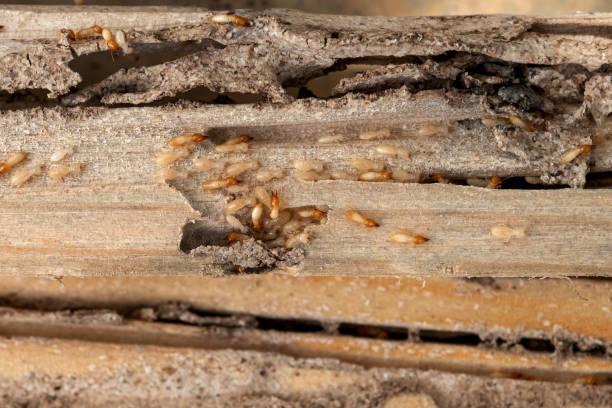 Best Pest Control Cost  in Wona Lake, IN